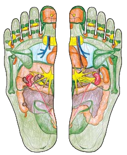Fussreflexzonen Organe