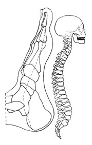 Fussreflexzonen Wirbelsäule